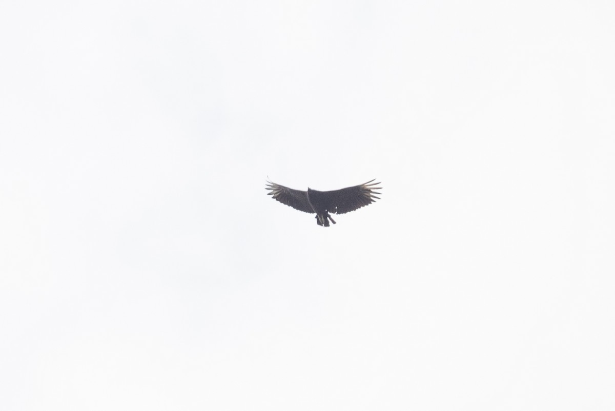 Black Vulture - Serg Tremblay