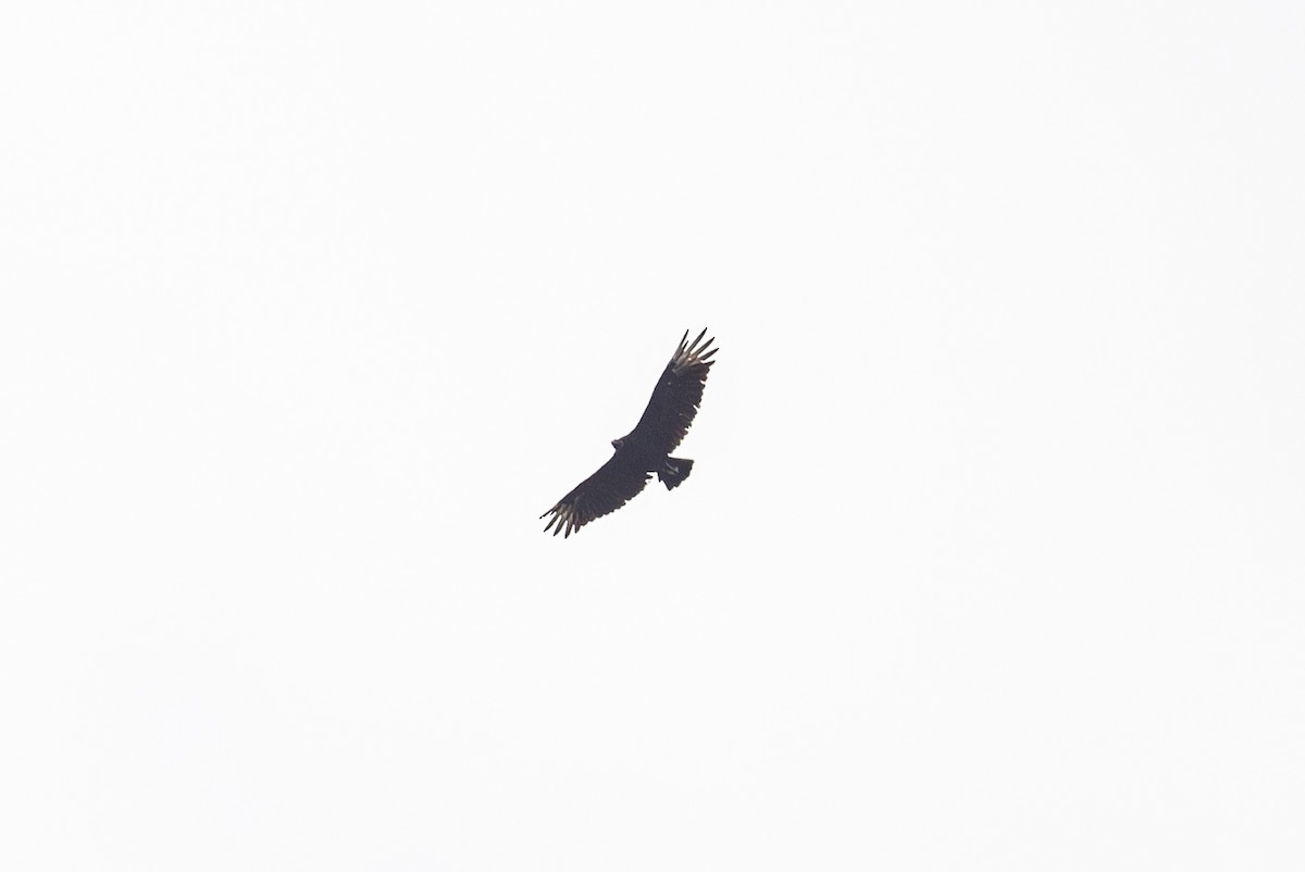 Black Vulture - Serg Tremblay