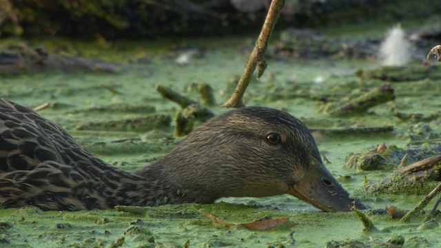 Canard colvert - ML477938