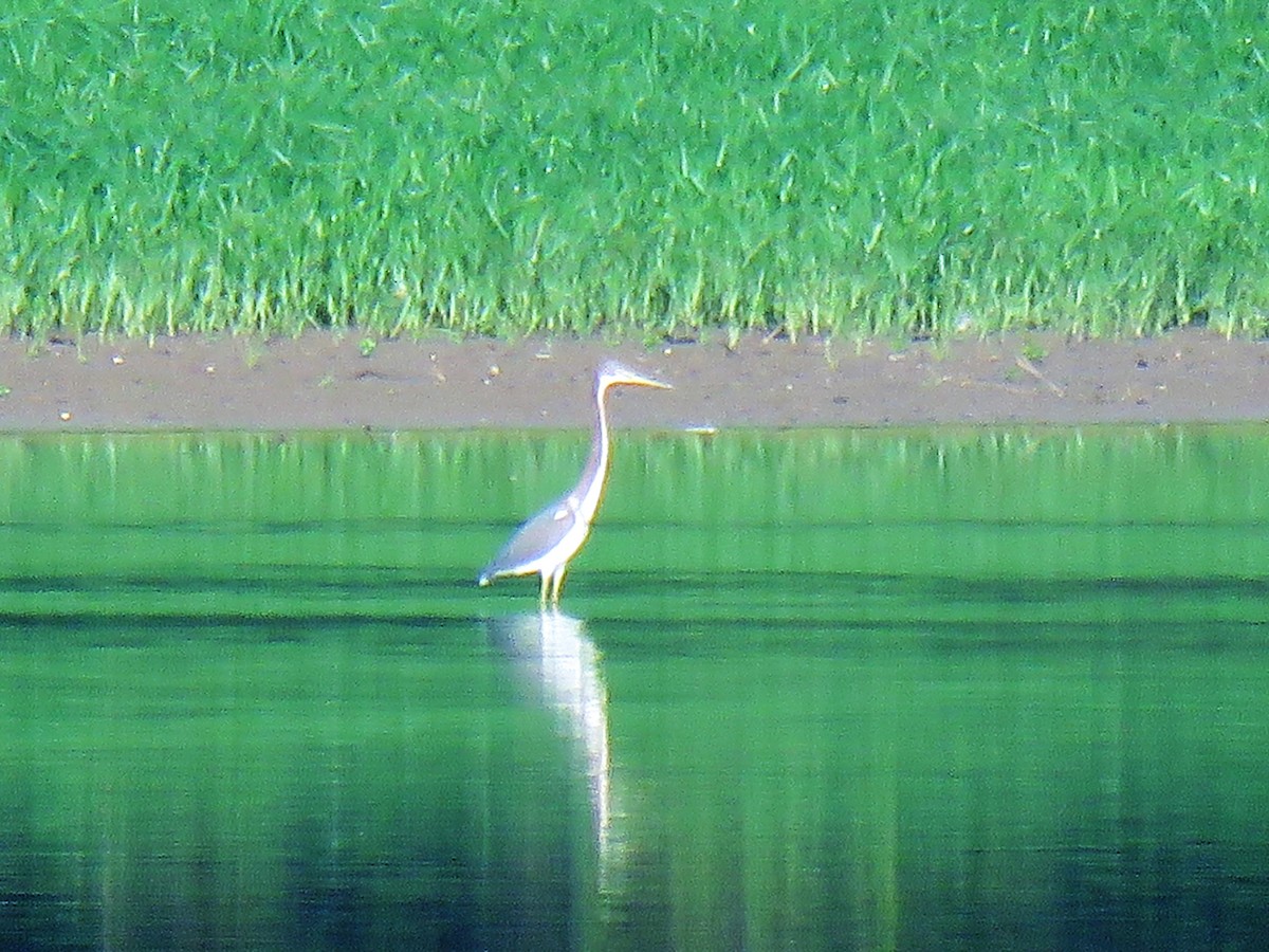 Tricolored Heron - ML477938081