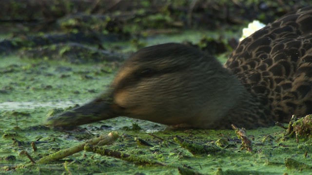 Canard colvert - ML477939