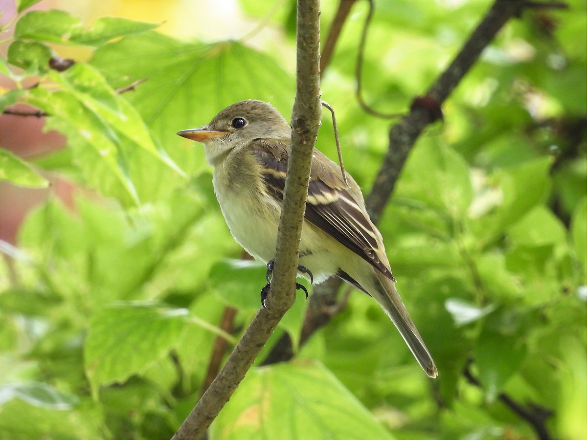 Acadian Flycatcher - ML477939171