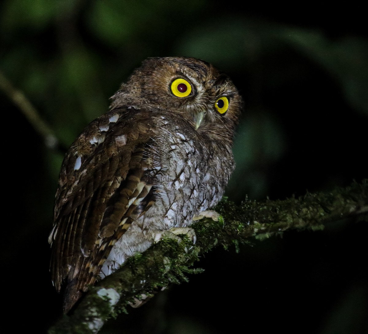 Foothill Screech-Owl - ML477939231