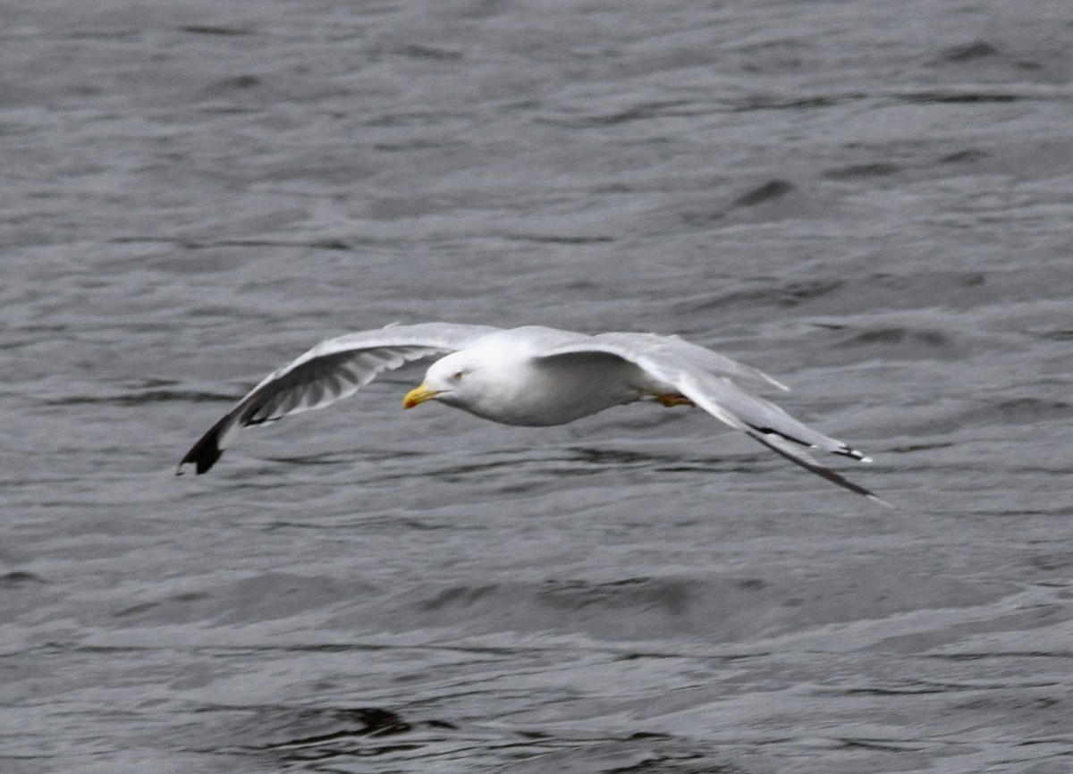 Yellow-legged Gull - A Emmerson