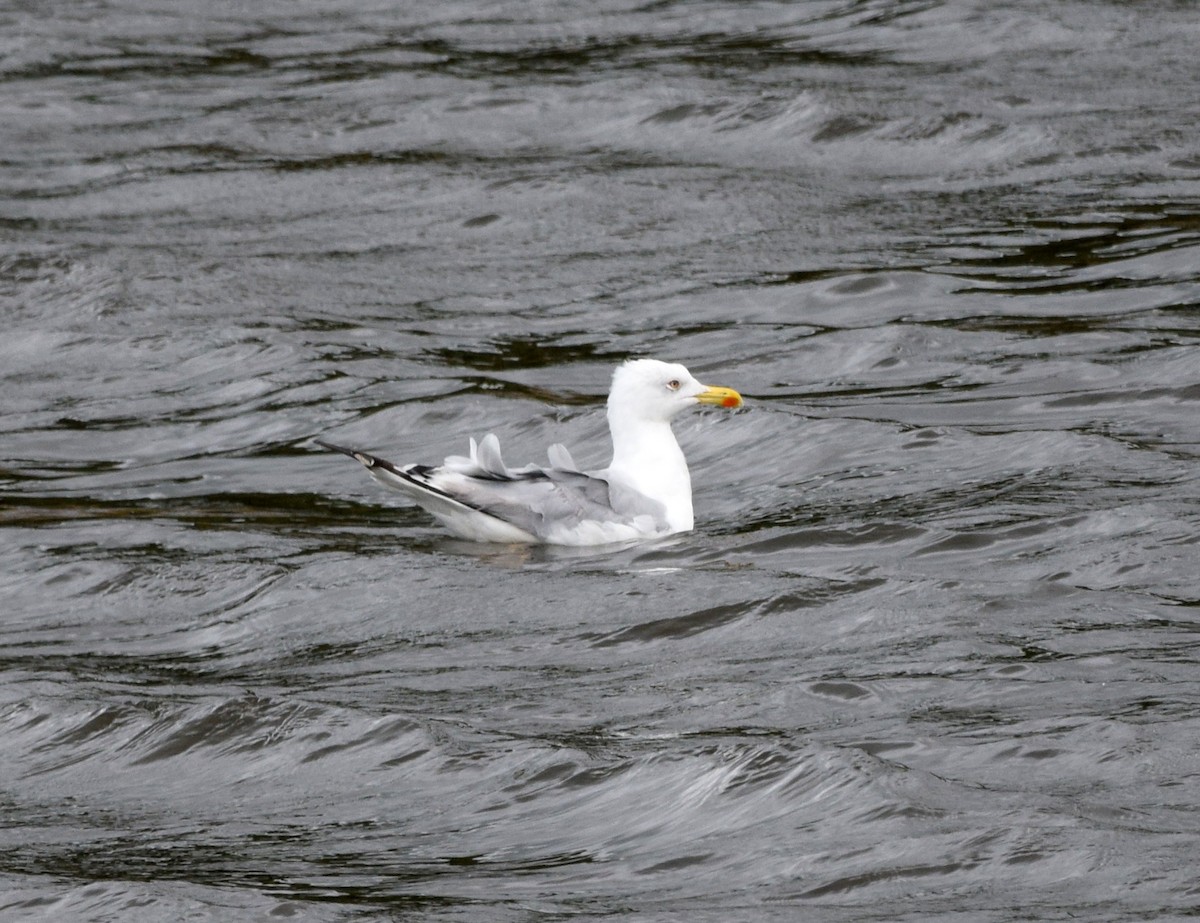 Yellow-legged Gull - ML477939451