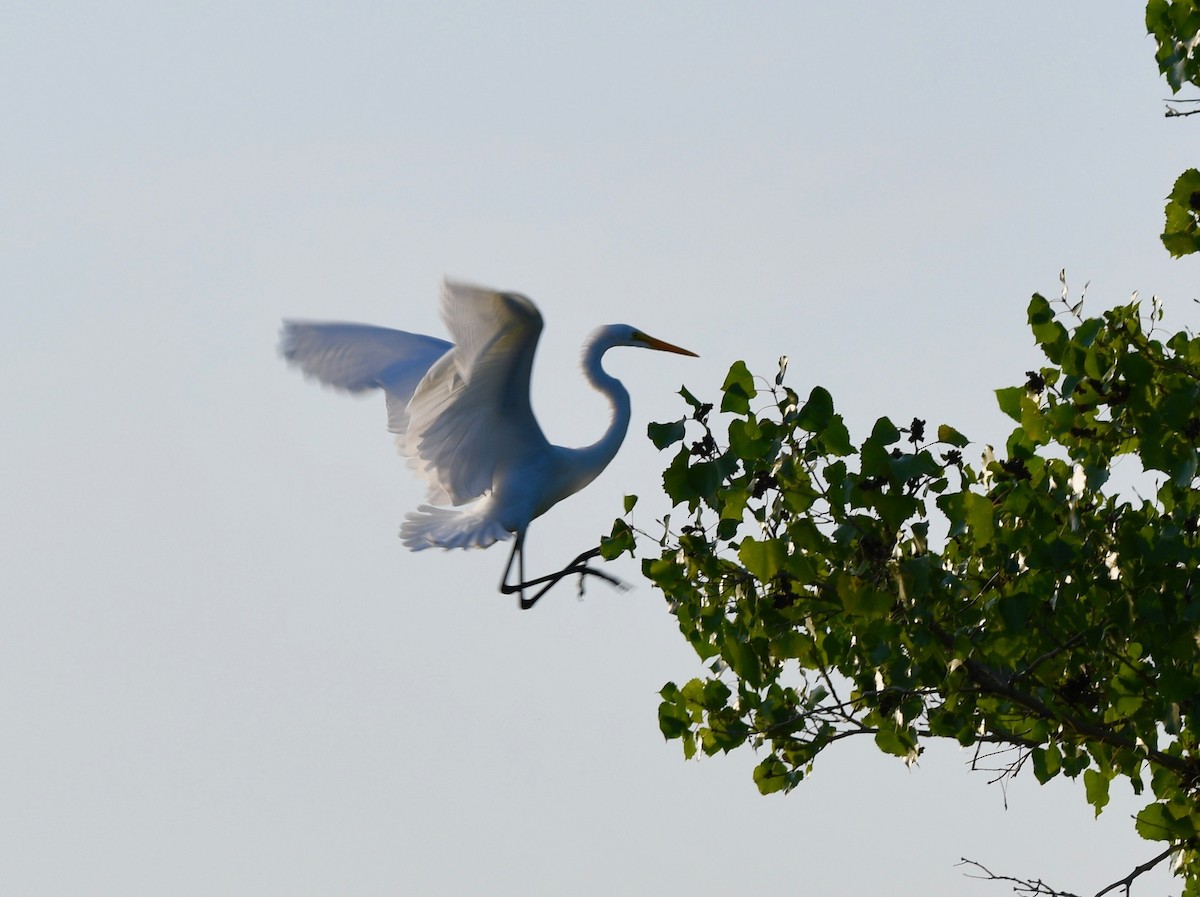 Great Egret - ML477939681