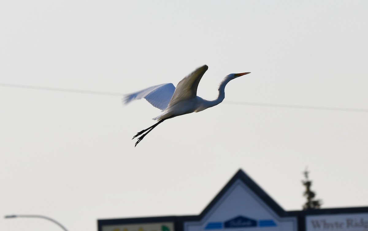 Great Egret - ML477939741