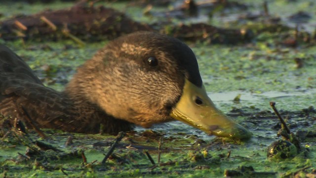 Canard colvert - ML477940