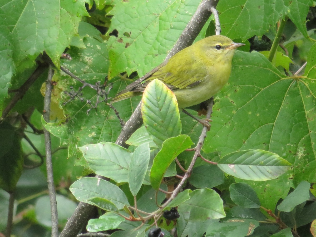 Tennessee Warbler - ML477940001