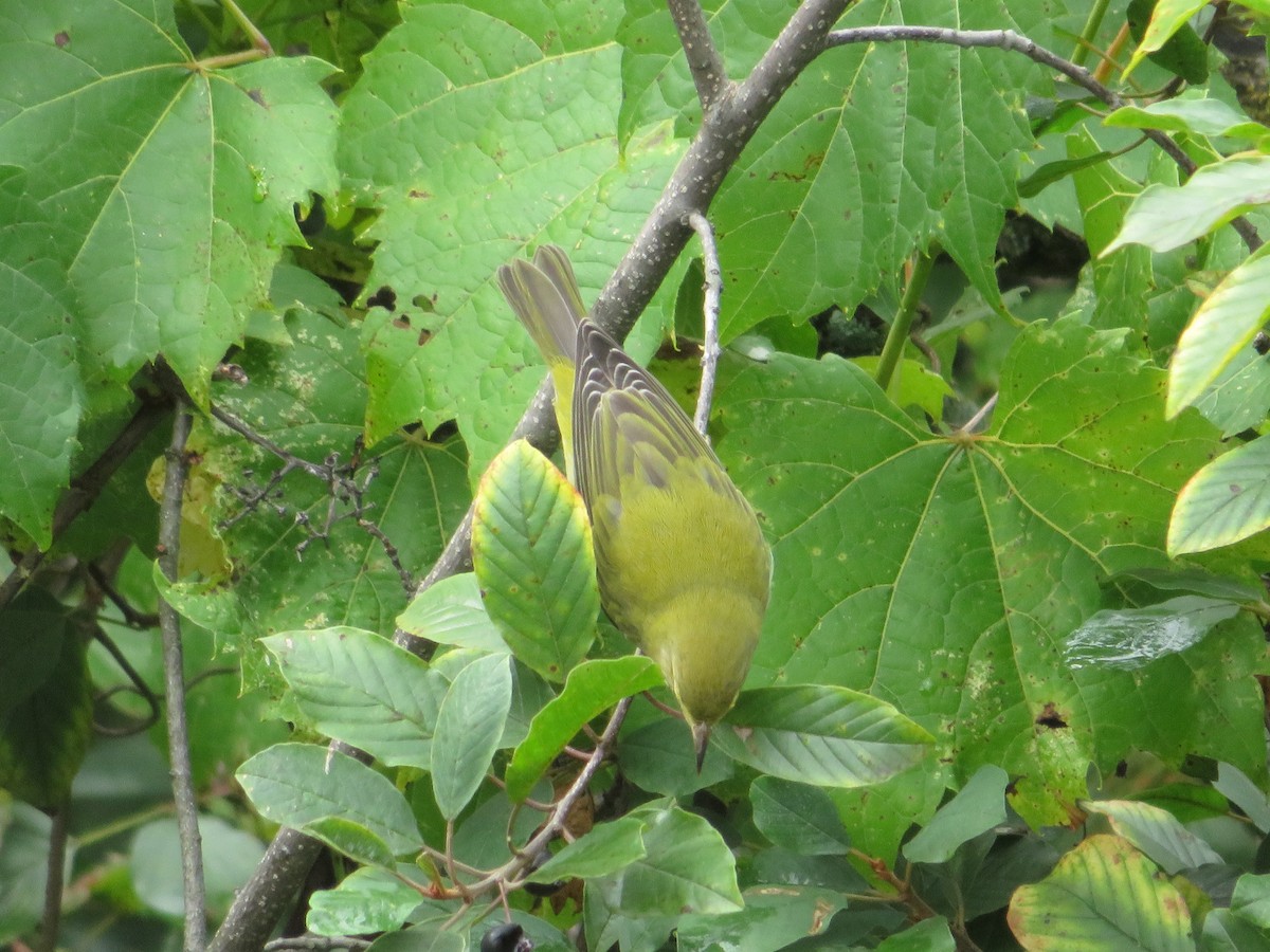 Tennessee Warbler - ML477940011