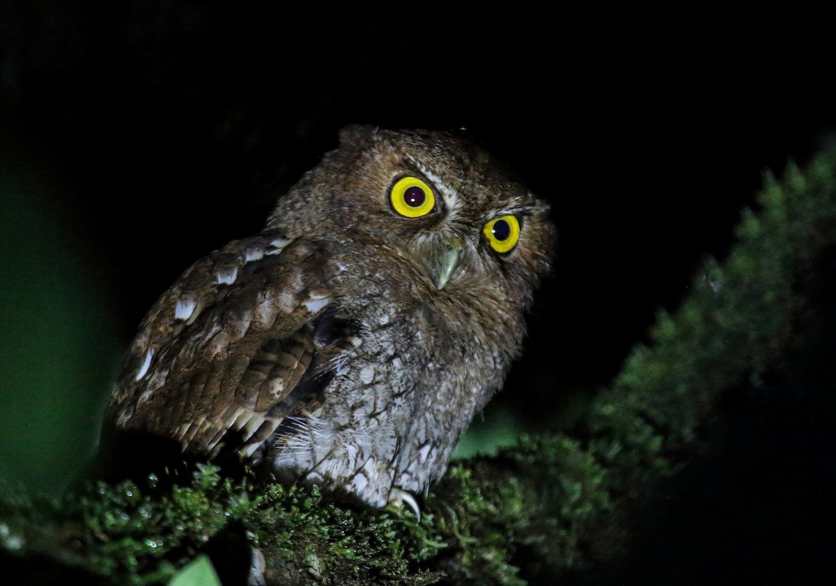 Foothill Screech-Owl - ML477940931