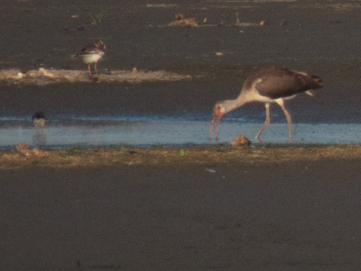 White Ibis - ML477941031