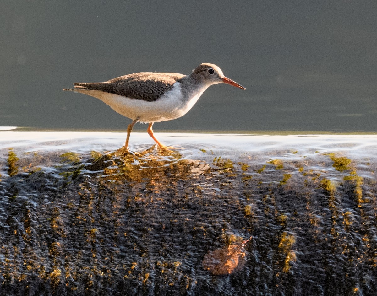 Spotted Sandpiper - ML477941981