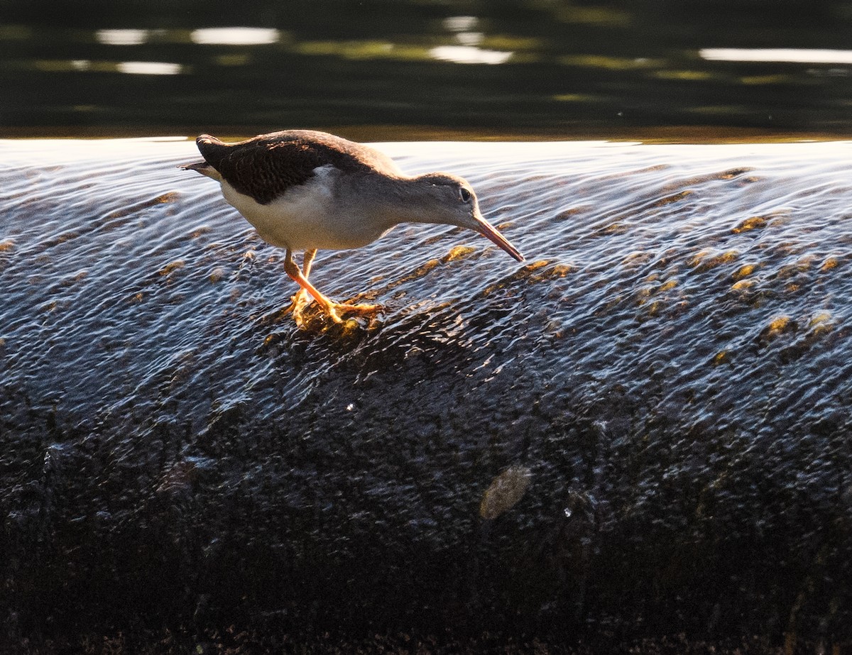 Spotted Sandpiper - ML477941991