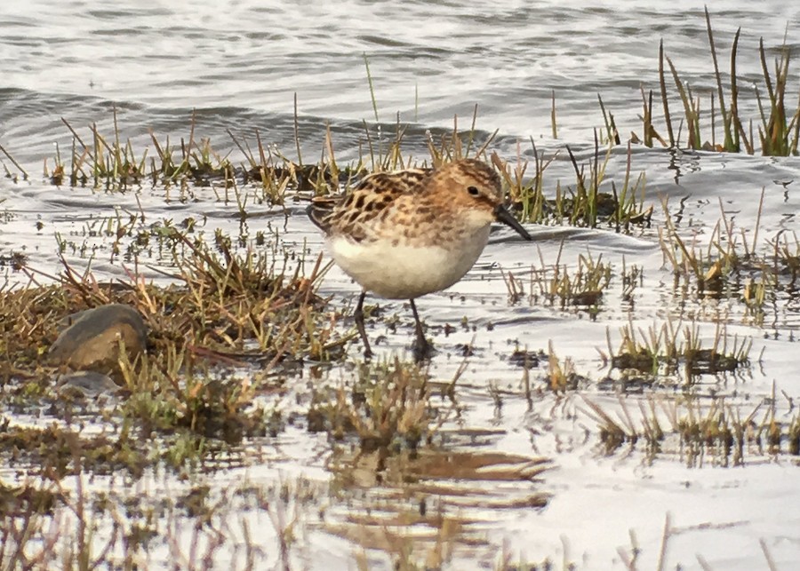 Little Stint - ML477942511