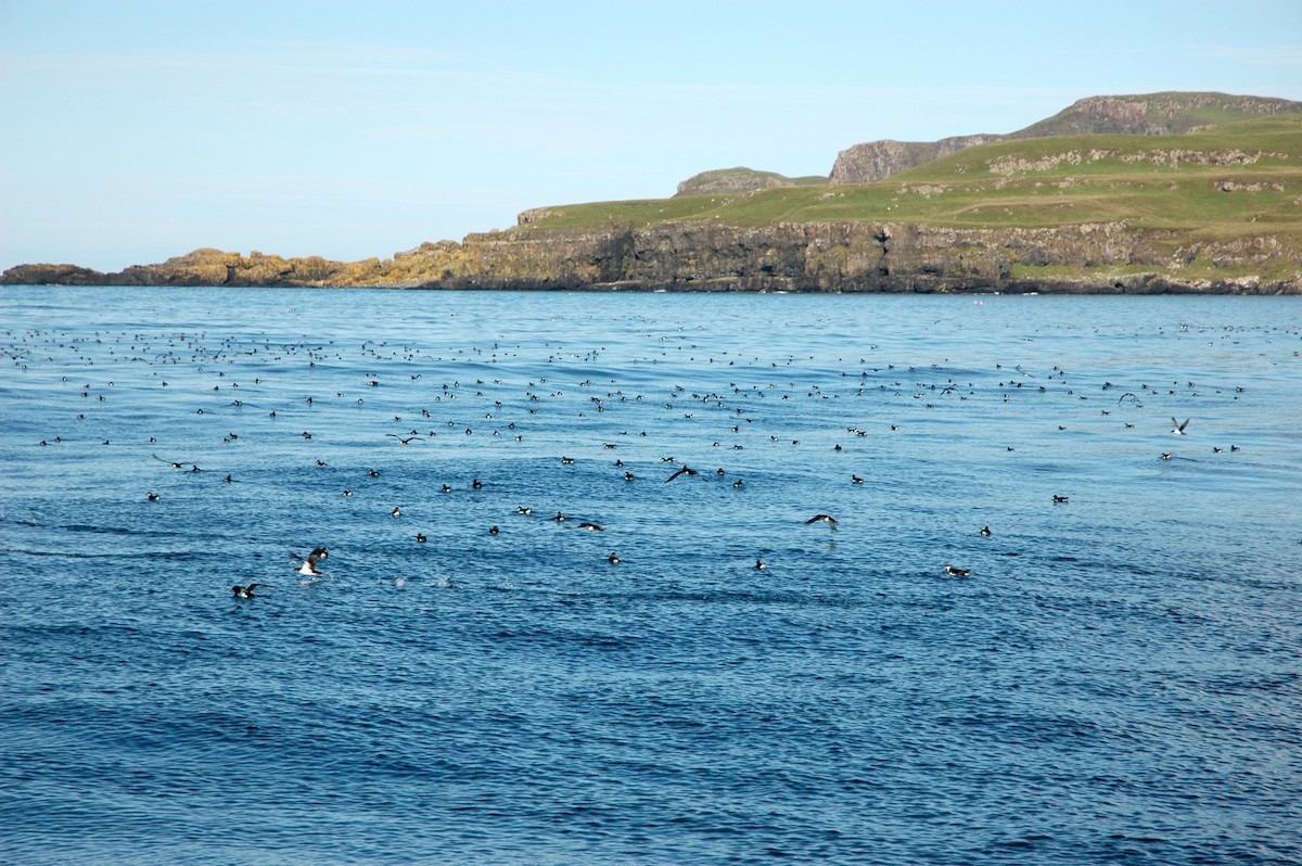 Manx Shearwater - Norman Jackson