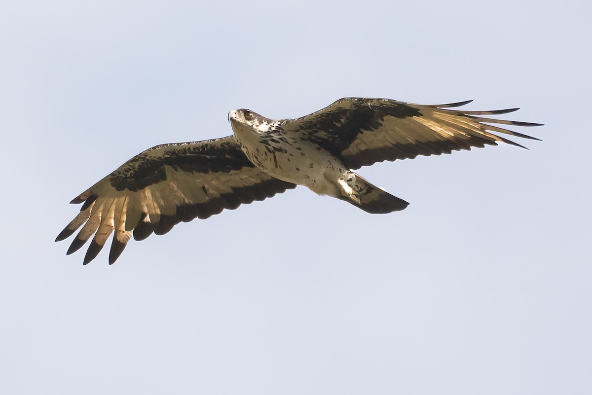 African Hawk-Eagle - ML477943671