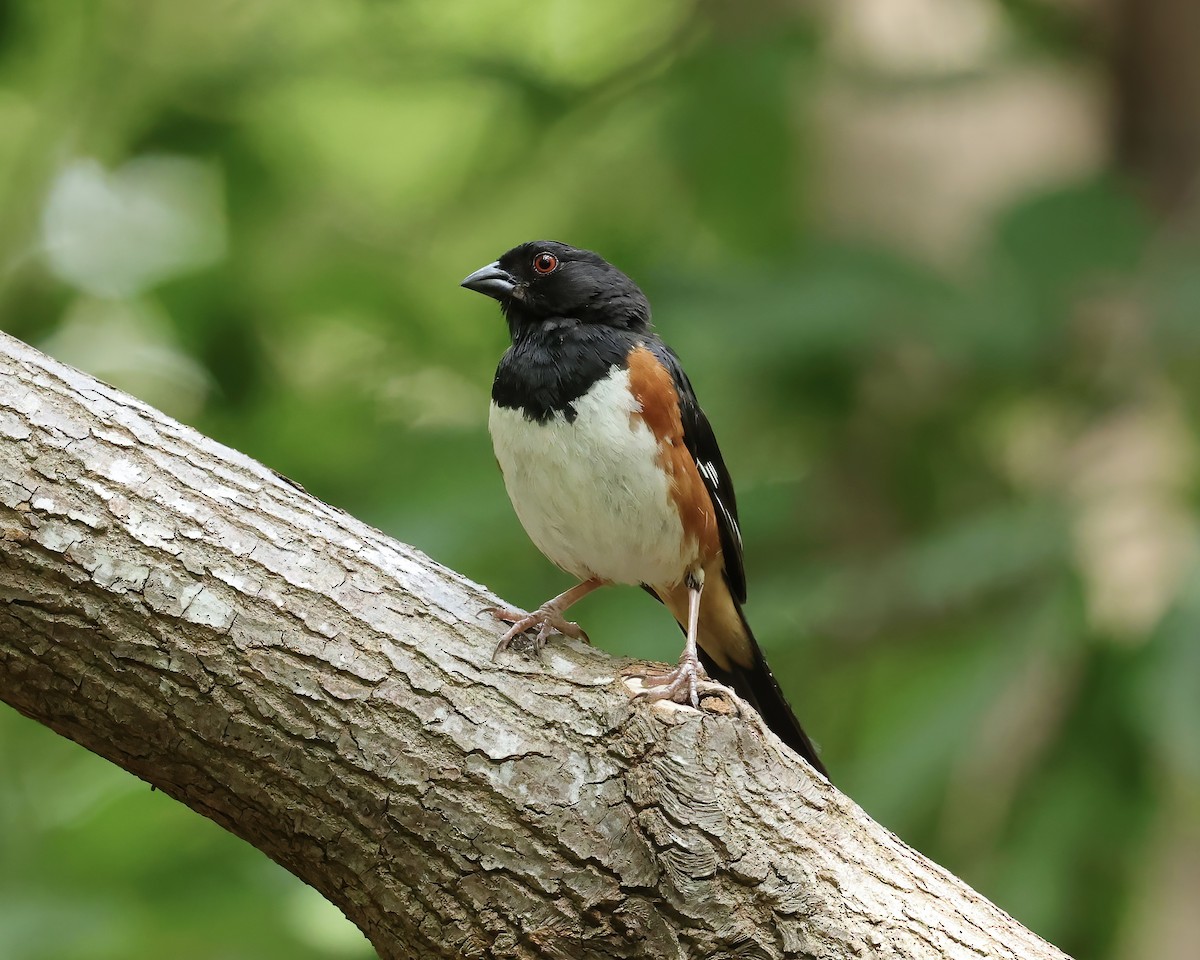 Eastern Towhee - ML477944291