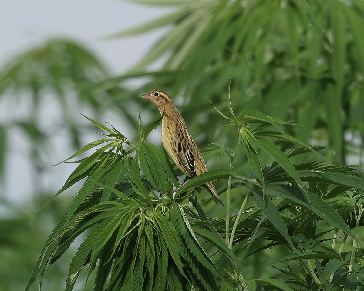 Bobolink - ML477944341