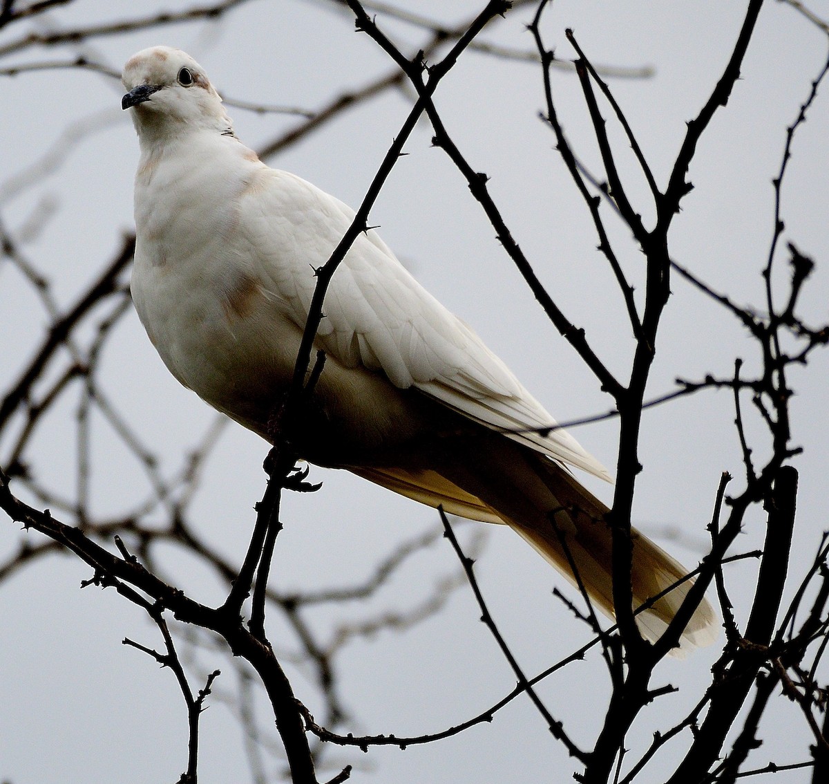 Eurasian Collared-Dove - Raymond Kinsel