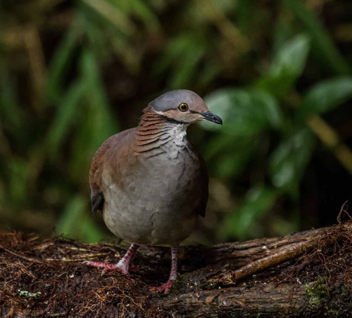 White-throated Quail-Dove - ML477945511