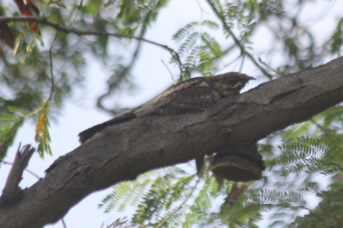 Jungle Nightjar - ML477945601