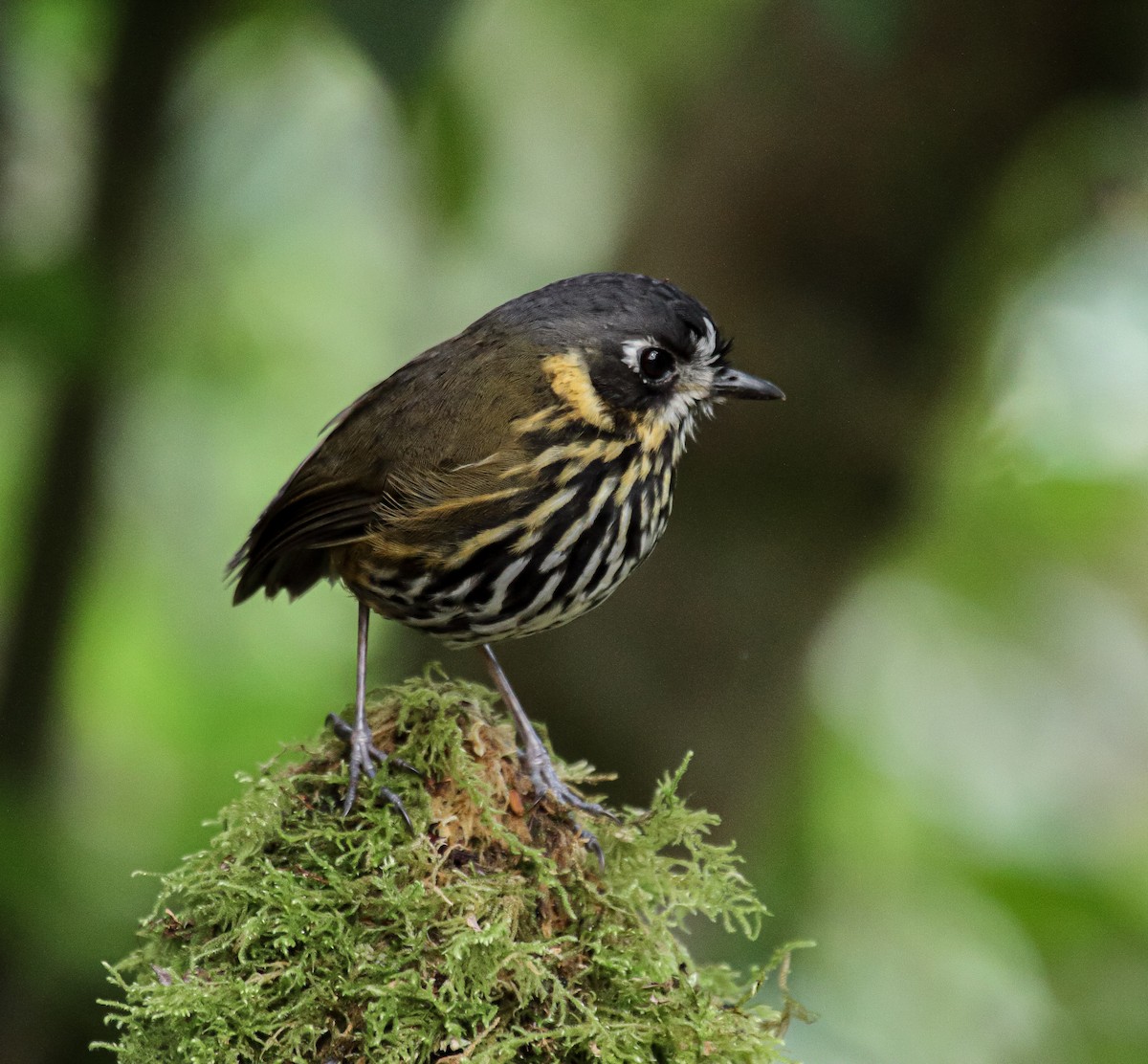 Crescent-faced Antpitta - ML477945621