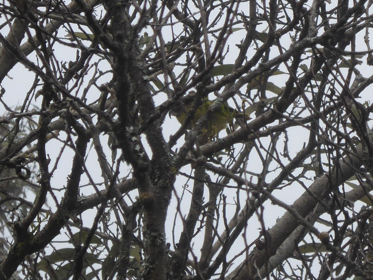 Maui Parrotbill - ML477948091