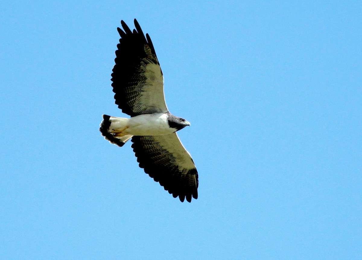 White-tailed Hawk - Rolando Chávez