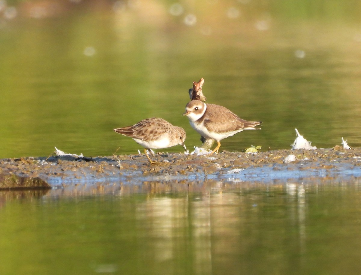 Semipalmated Plover - ML477951711
