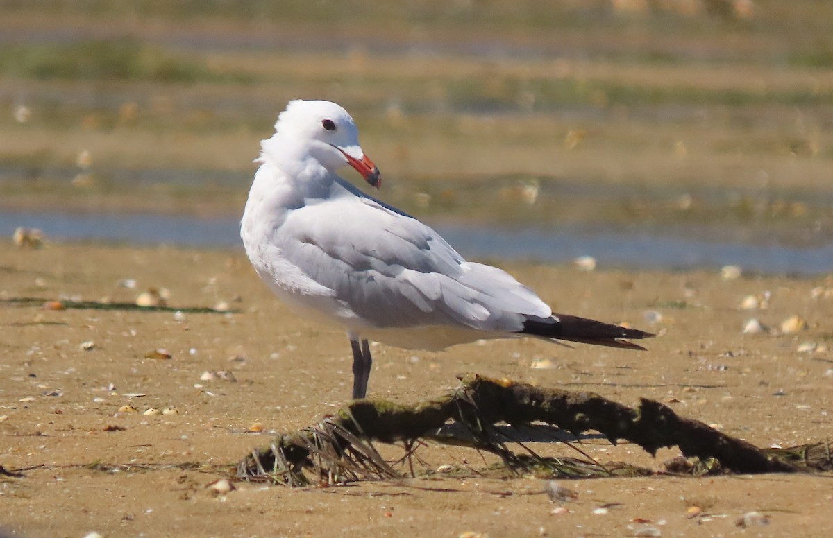 Audouin's Gull - ML477952601