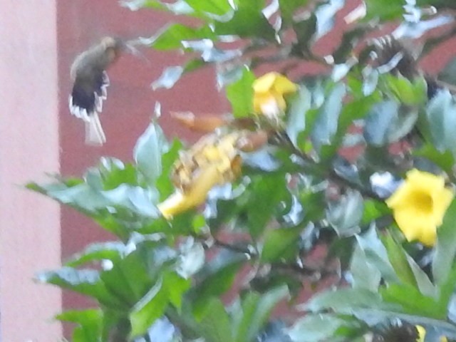Чешуегорлый колибри-отшельник - ML477952711