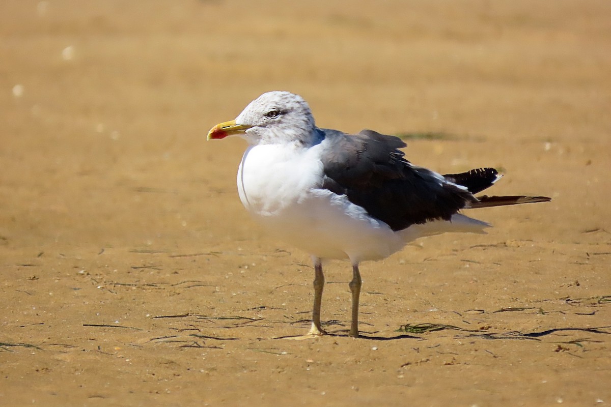 Lesser Black-backed Gull - Tomás Gómez Caro