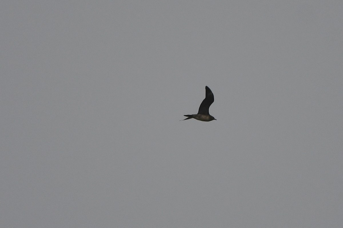 Long-tailed Jaeger - Kevin Smith