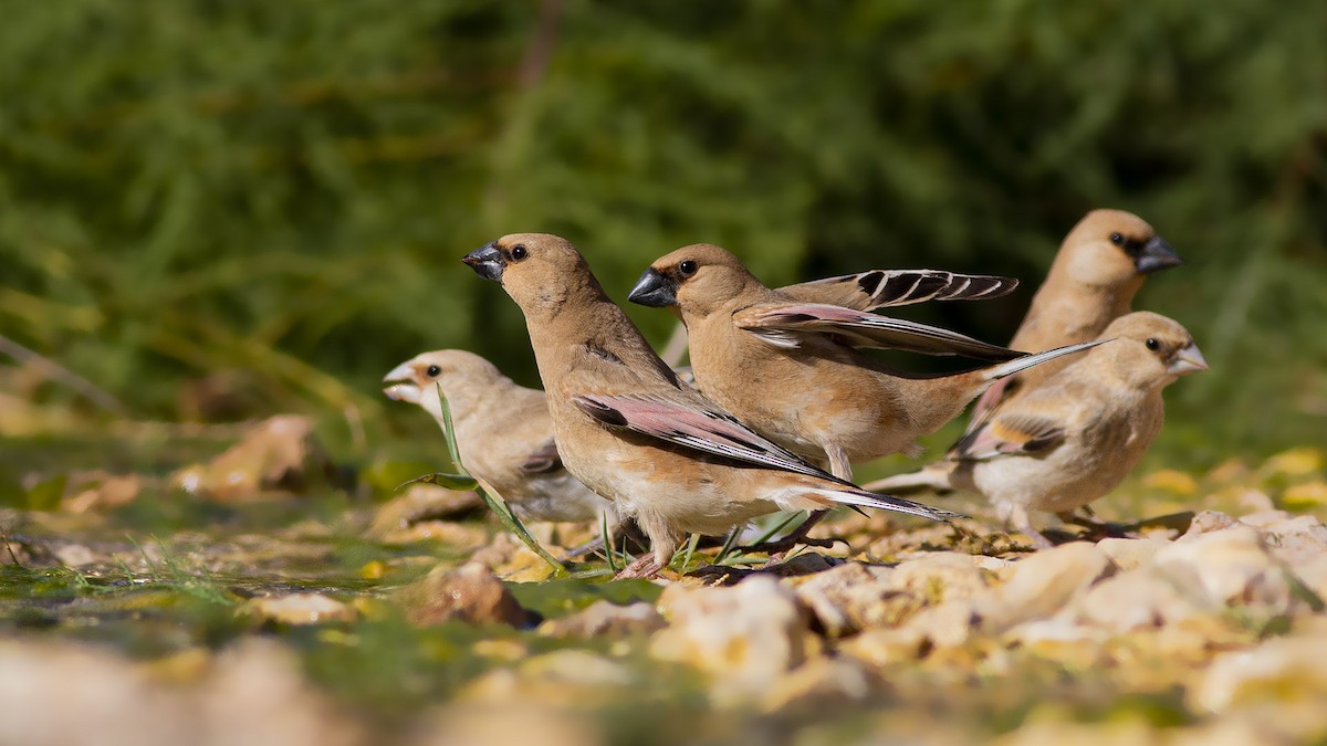 Desert Finch - ML477953061