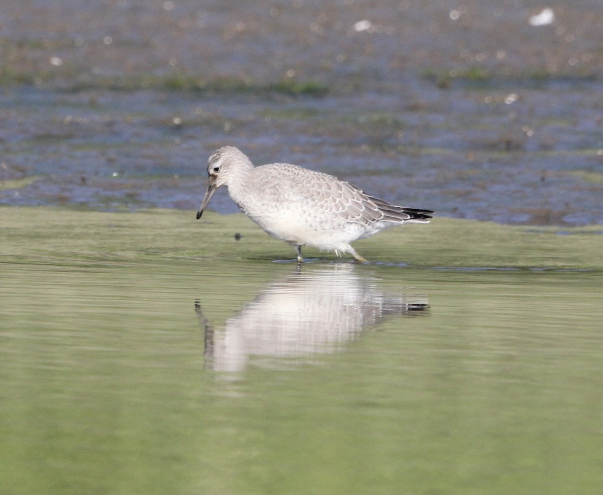 Red Knot - ML477953261