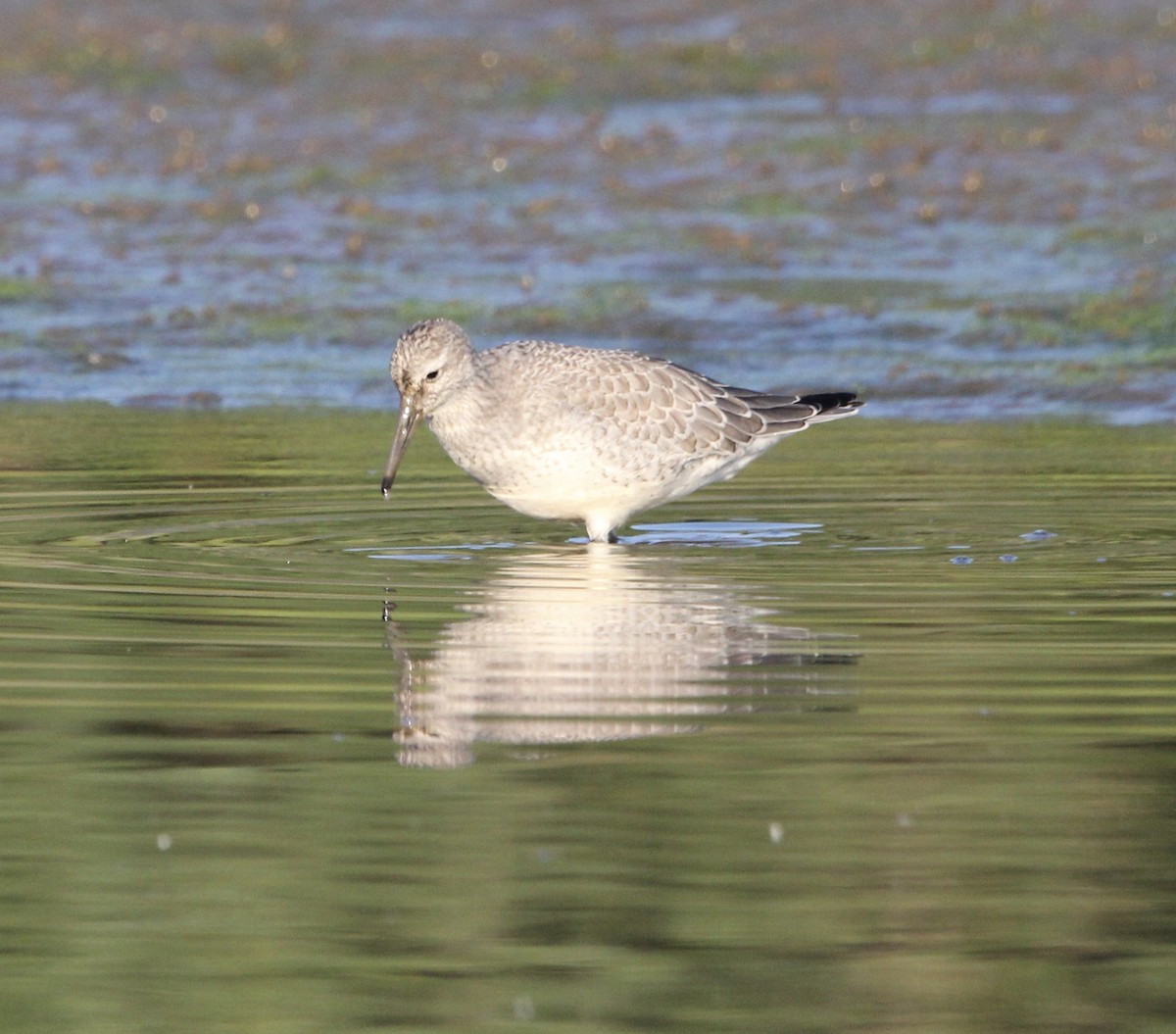 Red Knot - ML477953281
