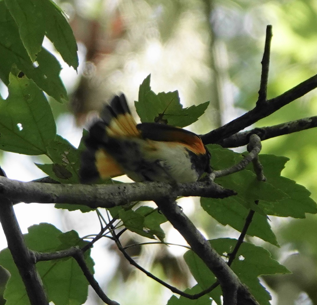 American Redstart - ML477954101