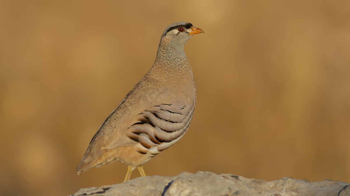 See-see Partridge - adem demir