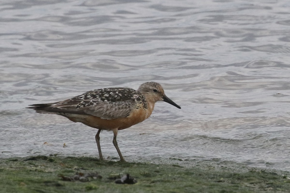 Red Knot - ML477954331
