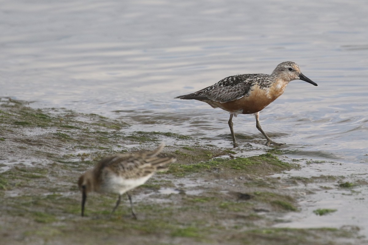 Red Knot - ML477954351