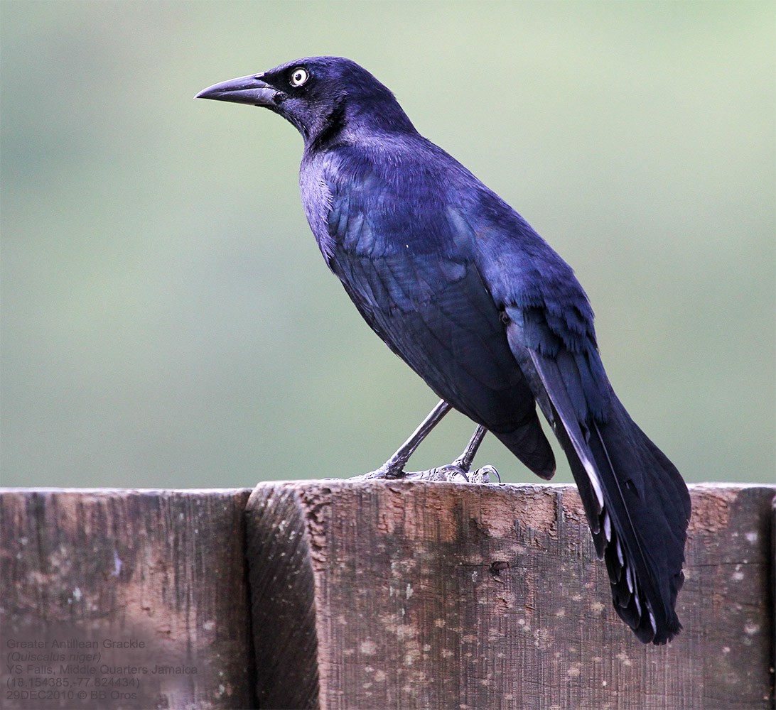Greater Antillean Grackle - ML477954421