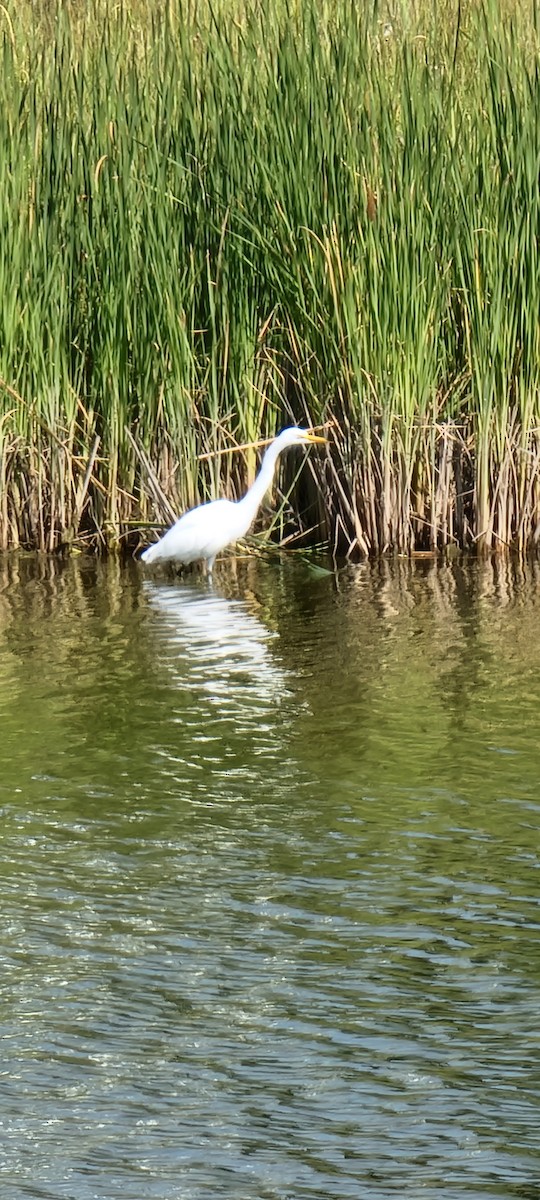 Great Egret - ML477954571