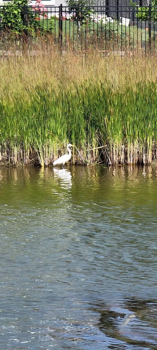 Great Egret - ML477954591