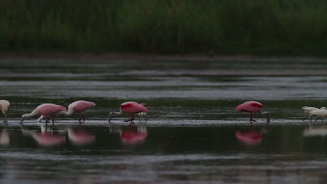 Roseate Spoonbill - ML477957