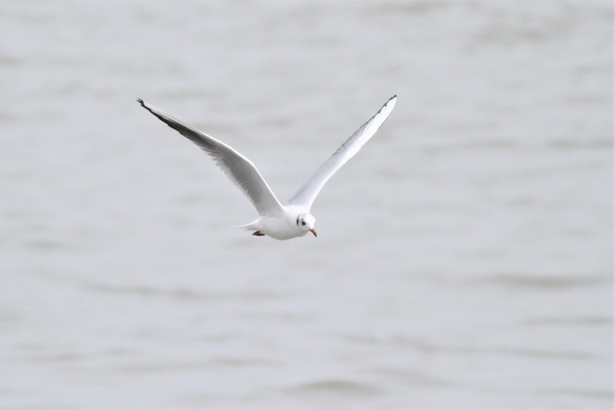 Black-headed Gull - ML477957031