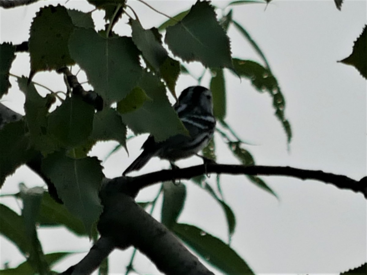 Black-and-white Warbler - ML477958211