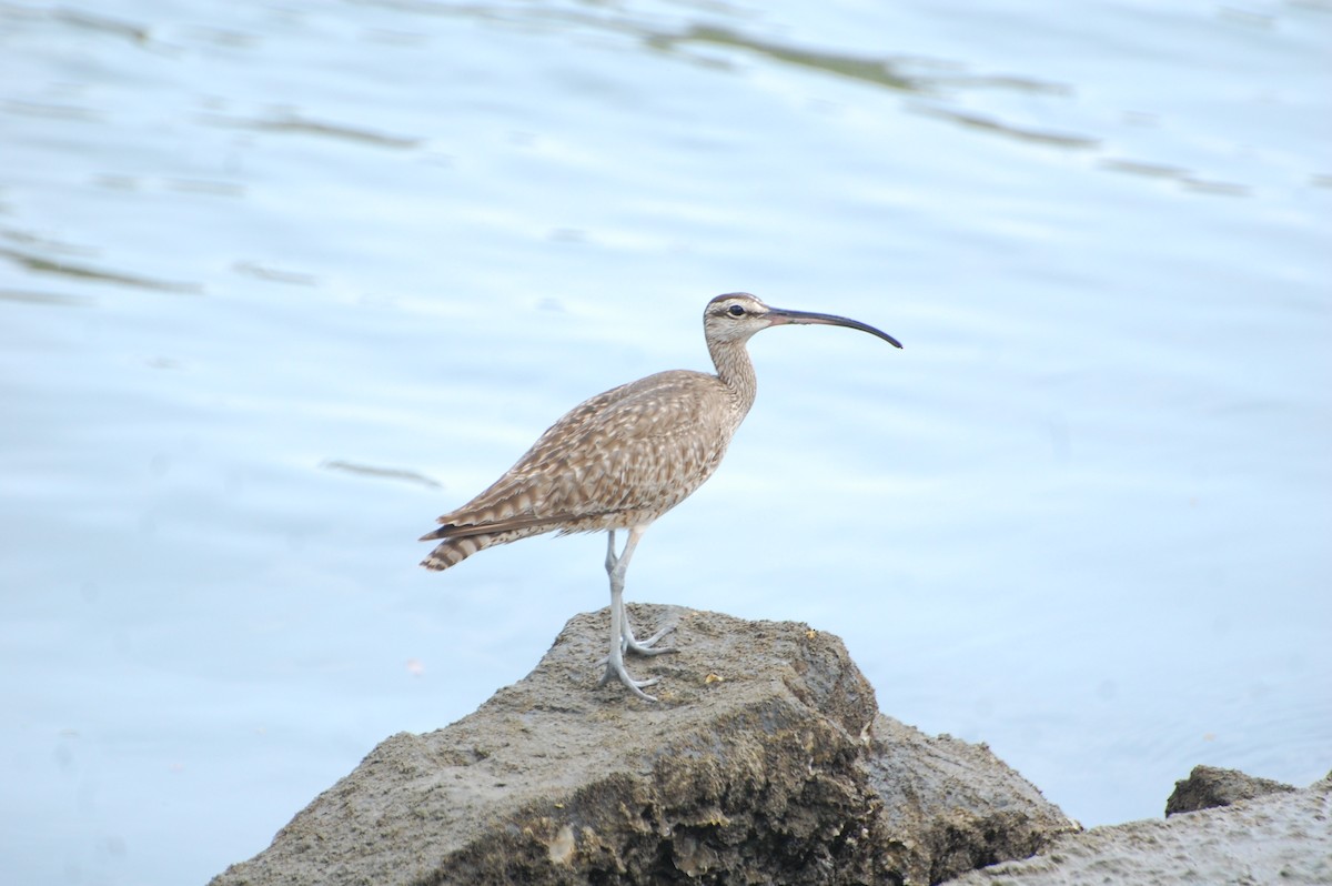 Whimbrel - Marc St. Onge