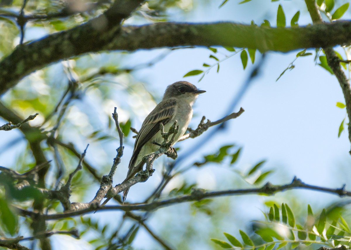 Eastern Phoebe - Dori Eldridge