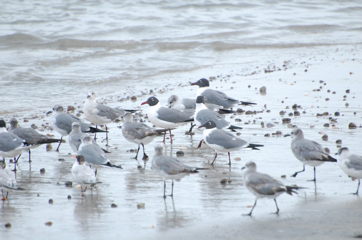 Laughing Gull - Marc St. Onge